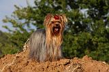 YORKSHIRE TERRIER 566